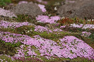 Spitsbergen Prints: Norway, Svalbard. Moss campion pink wildflower close-up