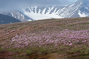 Spitsbergen Prints: Norway, Svalbard. Moss campion pink wildflower and tundra on hillside