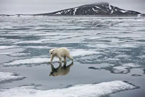 Nordaustlandet Prints: Norway, Svalbard, Nordauslandet, Polar Bear (Ursus maritimus) on fjord ice at Sabinebukta