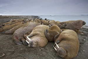 Norway, Svalbard, Nordaustlandet, Walrus (Odobenus rosmarus) resting on gravel beach