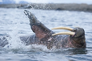 Images Dated 10th August 2009: Norway, Svalbard, Nordaustlandet, Adult Walrus (Odobenus rosmarus) splashing in shallow