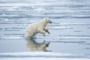 Norway, Svalbard, Nordaustlandet, Polar Bear (Ursus maritimus) leaping across pools