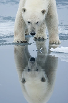Images Dated 9th August 2009: Norway, Svalbard, Nordaustlandet, Polar Bear (Ursus maritimus) reflected in meltwater