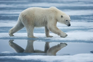 Images Dated 9th August 2009: Norway, Svalbard, Nordaustlandet, Polar Bear (Ursus maritimus) walking across melting