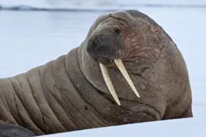 Tusk Prints: Norway, Svalbard, Nordaustlandet, Austfonna. Walrus on ice