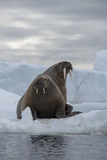 Images Dated 22nd May 2019: Norway, Svalbard, Nordaustlandet, Austfonna. Walrus on ice