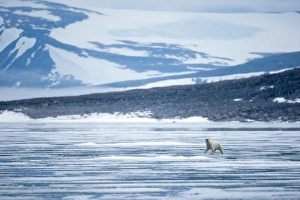 Images Dated 7th August 2009: Norway, Svalbard, Nordaustlandet, Polar Bear (Ursus maritimus) walking on fjord ice