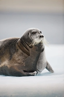 Images Dated 11th August 2009: Norway, Svalbard, Nordaustlandet, Bearded Seal (Erignathus barbatus) resting on pan