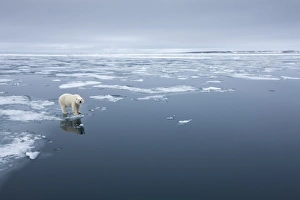 Images Dated 9th August 2009: Norway, Svalbard, Nordaustlandet, Polar Bear (Ursus maritimus) standing at edge of