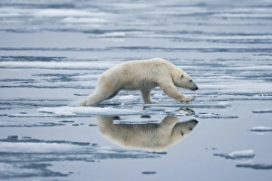 Images Dated 9th August 2009: Norway, Svalbard, Nordaustlandet, Polar Bear (Ursus maritimus) leaping across pools