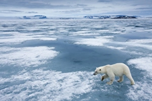 Images Dated 7th August 2009: Norway, Svalbard, Nordaustlandet, Polar Bear (Ursus maritimus) walking on fjord ice