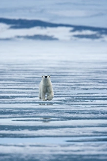 Images Dated 7th August 2009: Norway, Svalbard, Nordaustlandet, Polar Bear (Ursus maritimus) walking on fjord ice