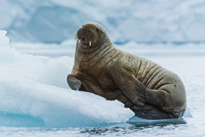 Norway. Svalbard. Nordaustlandet Island. Brasvelbreen