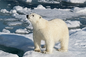 Dangerous Prints: Norway, Svalbard. Norway, Svalbard