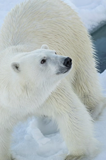 Arctic Ocean Prints: Norway, Svalbard. Norway, Svalbard