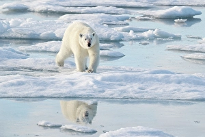 Dangerous Prints: Norway, Svalbard. Polar bear crossing pack ice