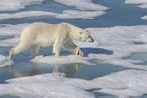 Dangerous Prints: Norway, Svalbard. Polar bear crossing pack ice