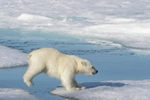Spitsbergen Prints: Norway, Svalbard. Polar bear cub jumping across water on pack ice