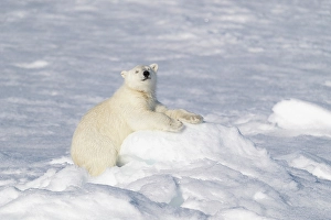 Arctic Ocean Prints: Norway, Svalbard. Polar bear cub jumping across water on pack ice