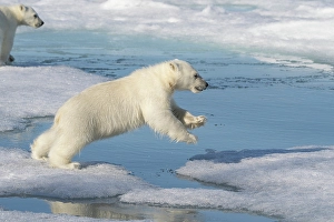 Arctic Ocean Prints: Norway, Svalbard. Polar bear cub jumping across water on pack ice