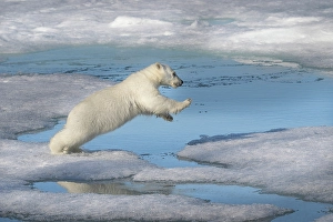 Norway, Svalbard. Polar bear cub jumping across water on pack ice. ©Don Grall / Jaynes Gallery / DanitaDelimont.com