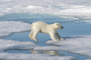 Norway, Svalbard. Polar bear cub jumping across water on pack ice. ©Don Grall / Jaynes Gallery / DanitaDelimont.com