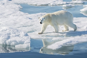 Dangerous Prints: Norway, Svalbard. Polar bear on ice floe in Arctic Ocean