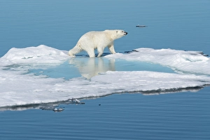 Dangerous Prints: Norway, Svalbard. Polar bear on ice floe in Arctic Ocean