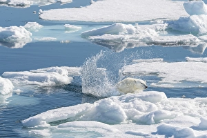 Dangerous Prints: Norway, Svalbard. Polar bear jumping on pack ice in Arctic Ocean