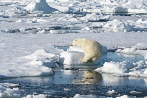Dangerous Prints: Norway, Svalbard. Polar bear jumping across water in Arctic Ocean