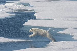 Dangerous Prints: Norway, Svalbard. Polar bear jumping across water between ice floes