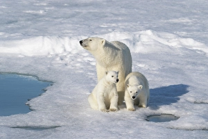 Family Prints: Norway, Svalbard. Polar bear mother and cubs on pack ice in Arctic Ocean