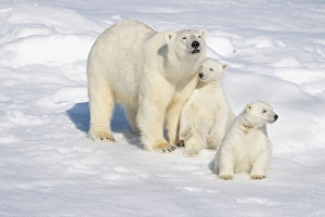 Family Prints: Norway, Svalbard. Polar bear mother and cubs on pack ice in Arctic Ocean