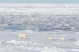 Family Prints: Norway, Svalbard. Polar bear mother and cubs on pack ice in Arctic Ocean