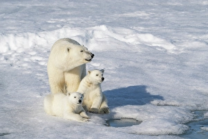 Family Prints: Norway, Svalbard. Polar bear mother and cubs on pack ice in Arctic Ocean