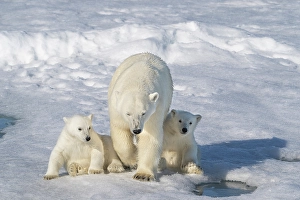 Family Prints: Norway, Svalbard. Polar bear mother and cubs on pack ice in Arctic Ocean