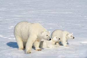 Family Prints: Norway, Svalbard. Polar bear mother and cubs on pack ice in Arctic Ocean
