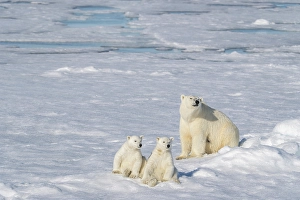 Family Prints: Norway, Svalbard. Polar bear mother and cubs on pack ice in Arctic Ocean