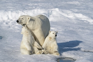 Family Prints: Norway, Svalbard. Polar bear mother and cubs on pack ice in Arctic Ocean