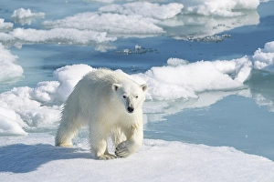 Dangerous Prints: Norway, Svalbard. Polar bear on pack ice in Arctic Ocean