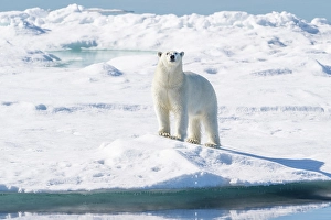 Dangerous Prints: Norway, Svalbard. Polar bear on pack ice in Arctic Ocean