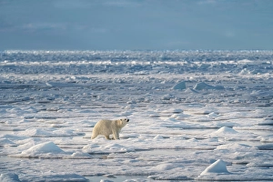 Dangerous Prints: Norway, Svalbard. Polar bear on pack ice at sunrise