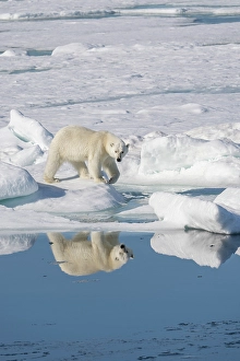 Dangerous Prints: Norway, Svalbard. Polar bear sow on pack ice