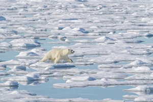 Aggression Prints: Norway, Svalbard. Polar bear sow runs toward seal kill