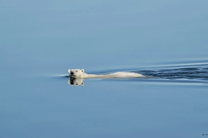 Dangerous Prints: Norway, Svalbard. Polar bear swimming in Arctic Ocean