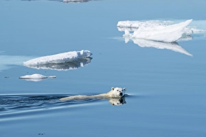 Dangerous Prints: Norway, Svalbard. Polar bear swimming between ice floes in Arctic Ocean