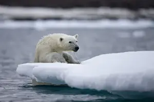 Images Dated 30th July 2008: Norway, Svalbard, Polar Bear (Ursus maritimus) climbing onto iceberg after swimming