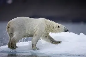 Norway, Svalbard, Polar Bear (Ursus maritimus) climbs onto iceberg while swimming