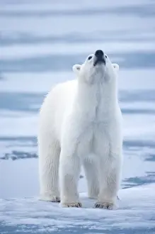 Images Dated 4th August 2009: Norway, Svalbard, Polar Bear (Ursus maritimus) in mist on ice in Lady Franklin Fjord