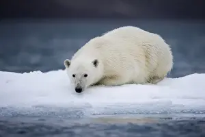Images Dated 30th July 2008: Norway, Svalbard, Polar Bear (Ursus maritimus) resting on iceberg after swimming